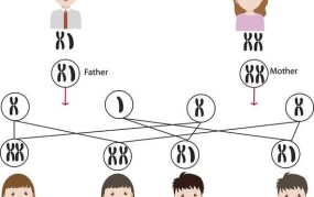 验dna准确吗？有哪些鉴定方法和流程？