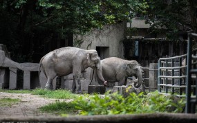 两只大象是什么动物属相打一动物权威揭晓落实