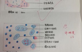 病理标本和病理切片在医学上有什么区别？