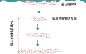 dna是什么意思？在生活中有哪些应用？