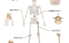 DNA的全称是什么？它在刑侦科学中有什么作用？