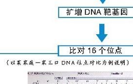 DNA亲子鉴定流程复杂吗？准确率多高？